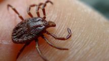 US health officials discover new deadly tick virus