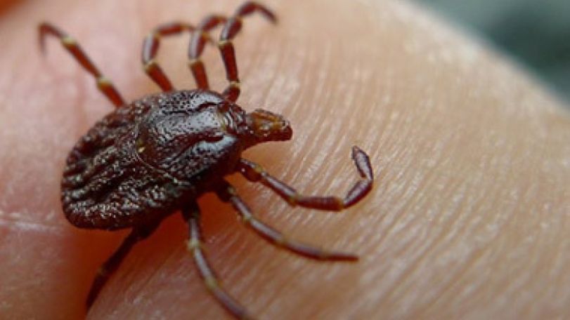 US health officials discover new deadly tick virus