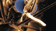 Resistant-malaria 'enormous threat'