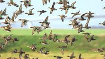 Wild birds may spread flu virus, according to scientists
