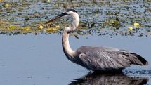 February 2 is World Wetlands Day