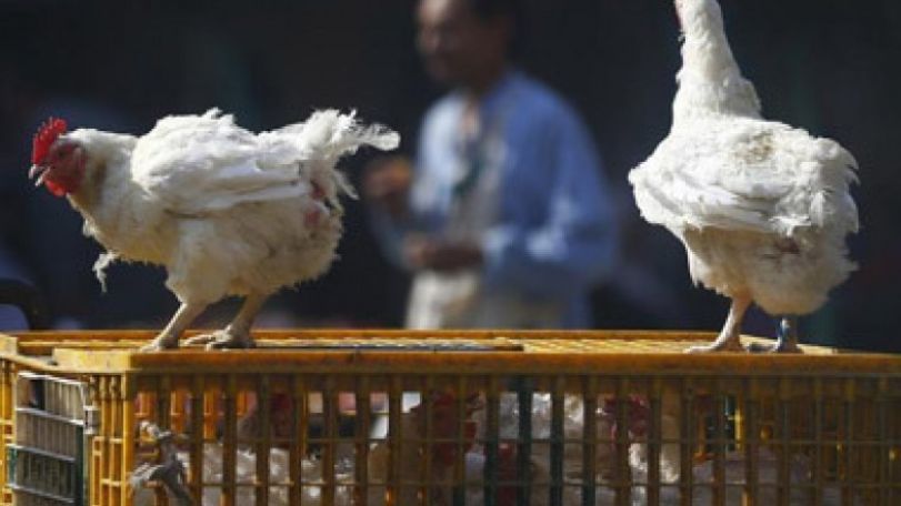 Woman dies of bird flu in Egypt