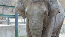 Zoo director: We will have to abandon Grand if we fail to find an elephant by 2017