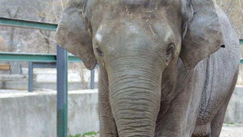 Zoo director: We will have to abandon Grand if we fail to find an elephant by 2017