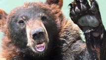 Russian bear anaesthetized after roaming into China