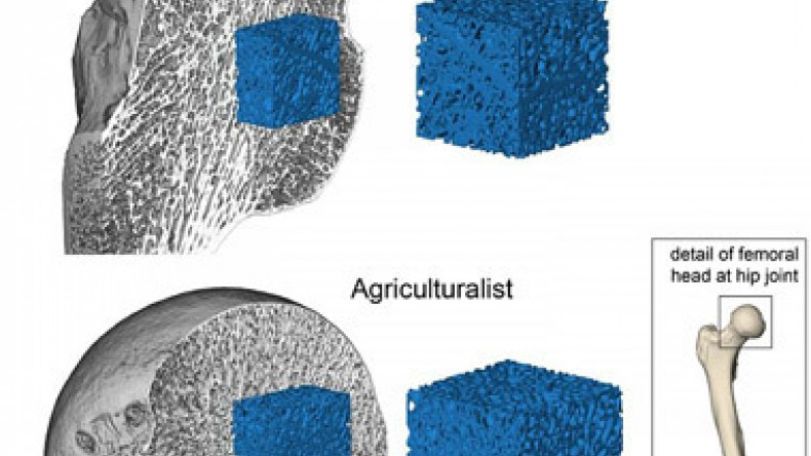 Human leg bones have grown weaker since farming was invented