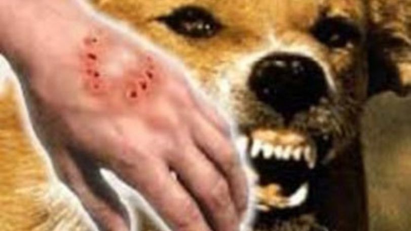 No rabies case reported in Armenia since 2009: expert 
