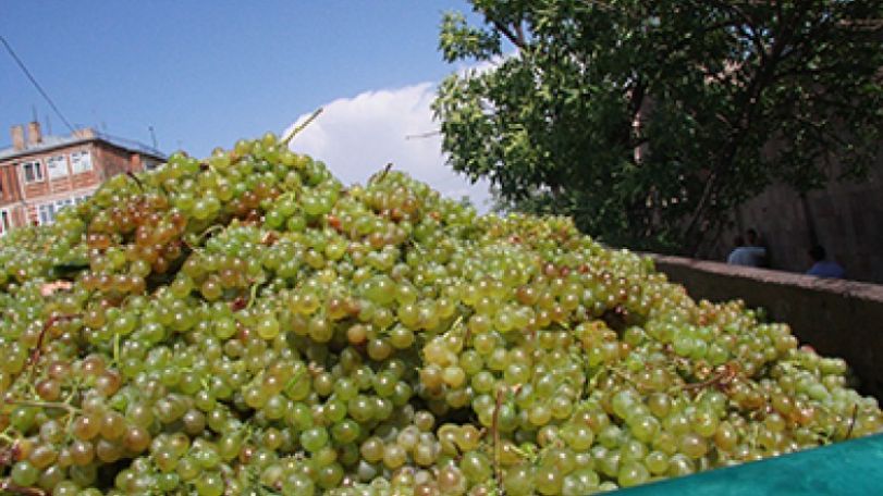Արդեն մթերվել  է 209 հազար տոննա խաղող   