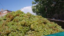 Grapes grown in Armenia actively exported, purchased by processing companies