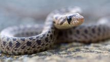 Brazilian toddler bites a deadly snake to death in his own back yard