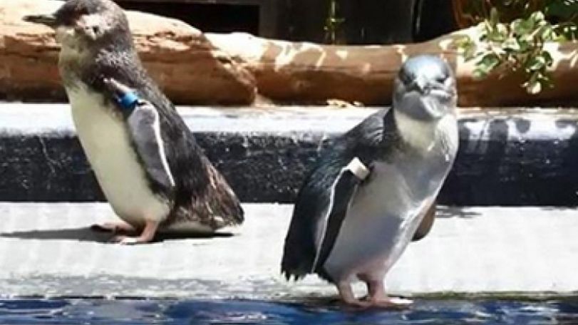 Fox massacres 14 penguins at Australian zoo