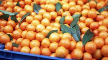 Россельхознадзор Кубани выявил партию зараженных мандаринов из Турции