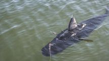 US Navy tests shark-like underwater drone created for surveillance purposes    