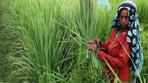 How much of a winner is India in WTO trade facilitation agreement?    