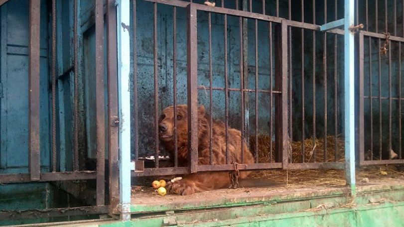 Malnourished animals of Gyumri zoo to be moved to Romania - after Daily Mail's article