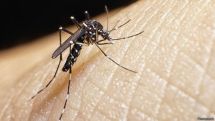 Случаи заражения вирусом Зика зарегистрированы в Швеции и Дании