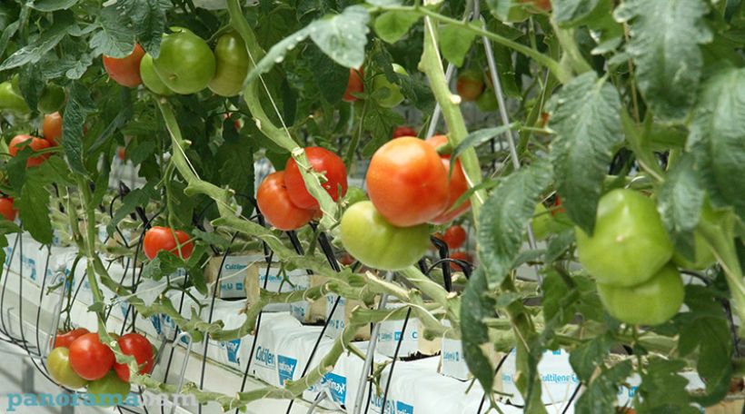 SFSS: Tomatoes and cucumbers exported from Armenia cannot be Turkish