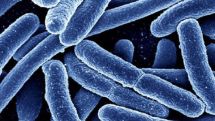 Superbugs to kill 'more than cancer' by 2050
