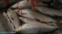 288.0 kg of Sevan’s "whitefish" were confiscated from the illegal selling places