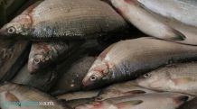 Arthur Atoyan: Fish export declines in about 70%