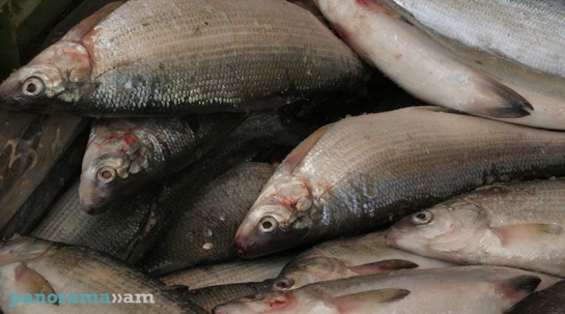 Arthur Atoyan: Fish export declines in about 70%