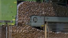 Tobacco production grows in Armenia by 50.9%