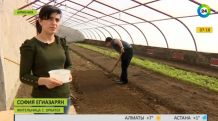 В горах Армении построили теплицу с обогревом энергией солнца. Репортаж «МИР 24»
