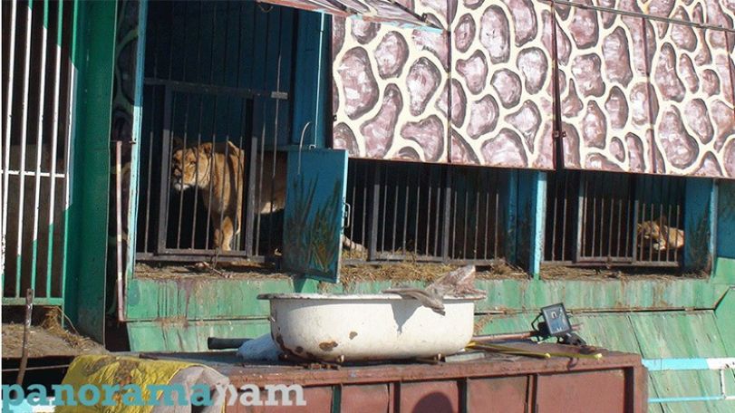 «Մենամարտ առյուծի հետ»՝ Ուրցաձորում պահվող առյուծները մարդ են վնասել