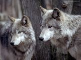 Wrong methods are employed to fight wolves as usual, environmentalists say