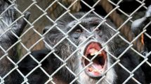 US chimpanzee Tommy 'has no human rights' – court