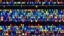 Genetic diversity of Sub-Saharan Africa revealed