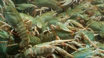 Armenian crayfish to be exported to EU and EEU