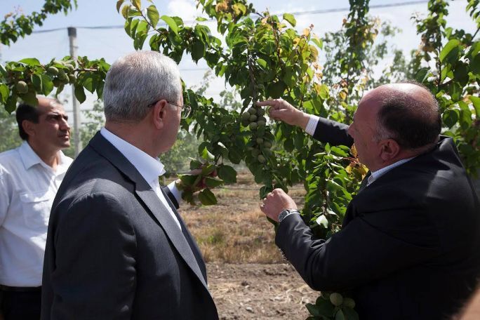 It is necessary to get more robust varieties of apricot through selection