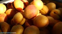 Apricot purveyance begins in Armenia