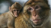 Russia begins testing Ebola vaccine on primates