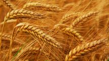 In Hadrout the volume of the gross cereal harvest exceeded the indices of the last 8 years
