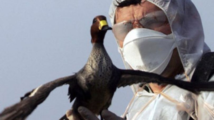 Bird flu worries spread in Europe