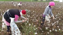 В Азербайджане женщины работают на хлопковых плантациях в грязи и за мизерную зарплату