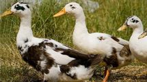 Bird flu: EU urgent meeting after Netherlands outbreak
