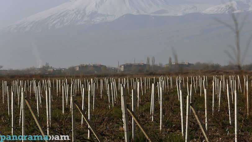 Գյուղատնտեսության նախարարությունը հորդորում է սեղմ ժամկետում ավարտել այգեթաղը