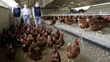 Евросоюз запретил импорт птицы из Украины