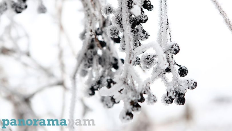 Low temperature to cause grape harvest loss to certain extent, deputy minister says