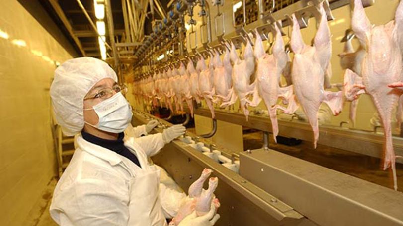 В России запретит ввоз мяса птицы и яиц из стран с птичьим гриппом
