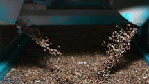 Buckwheat produced in Armenia’s Tsovagyugh village to appear in the local market soon
