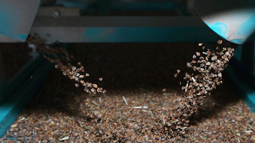Buckwheat produced in Armenia’s Tsovagyugh village to appear in the local market soon