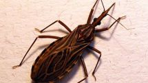 Think Ebola is bad? Chagas, the 'kissing bug' disease, is much worse and often symptomless