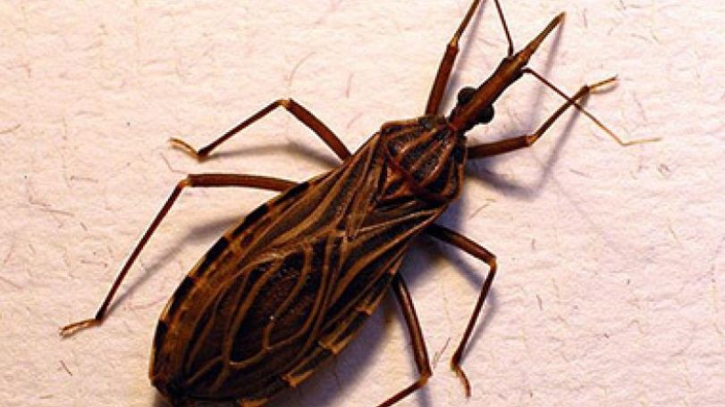Think Ebola is bad? Chagas, the 'kissing bug' disease, is much worse and often symptomless