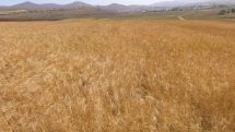 Emmer wheat grown in Artsakh exported to Europe