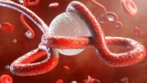 Ebola’s family tree: Disease may have existed for 23 million years