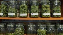 First legal medical marijuana planted in Chile    